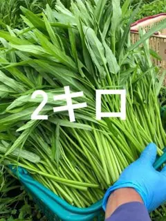 新鮮 空芯菜2キロ — image 1