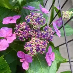 ガクアジサイ　挿木用　挿し穂3本　あじさい　アジサイ　紫陽花 2節カット — image 1