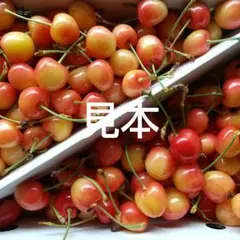 山形県産訳ありサクランボ ナポレオン箱込み１キロ — image 1