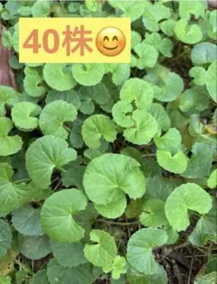 ※速達料金込み※ ツボクサ 40株 根付き — image 1