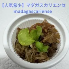 【人気希少】マダガスカリエンセ madagascariense — image 1