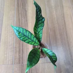 Hoya callistophylla — image 1