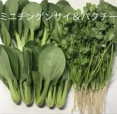 ミニ青梗菜とパクチーのセット — image 1