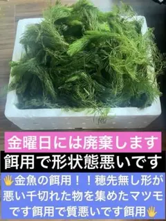 餌用マツモ発泡６０サイズ山盛り⚠️翌日地域の方のみ⚠️❌❌翌々日地域は発送不可❌❌⚠️ — image 1