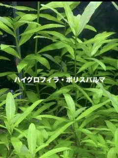 ハイグロフィラポリスペルマ — image 1