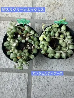YuYu様 リクエスト 2点 まとめ商品 — image 1
