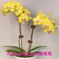 fujima3223mh様 リクエスト 2点 まとめ商品 — image 1