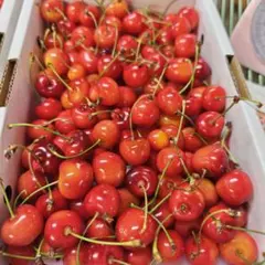 ①　昨日のいろいろさくらんぼ　画像が現物　８５０ｇ — image 1