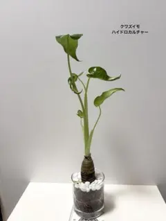 クワズイモ　観葉植物　ハイドロカルチャー　大きめ — image 1