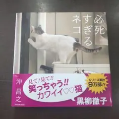 必死すぎるネコ — image 1