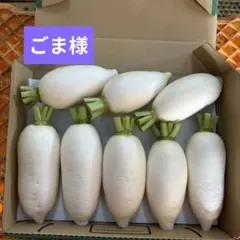 ごま様専用★辛味大根『おいばね』コンパクト発送 — image 1