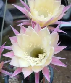 花サボテン 「KMB」 カキ子１つ バイカラー美花 サボテン — image 1