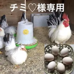 チミ♡様専用　桂チャボの卵　6個 — image 1