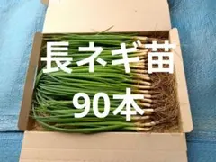 「金長3号」長ネギ苗90本　ネコポス発送 — image 1