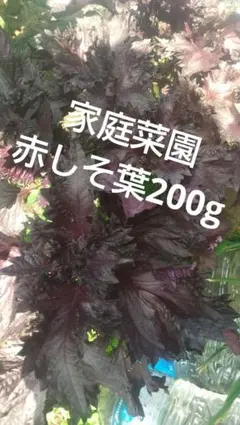 家庭菜園 赤しそ葉 200g — image 1