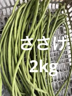 新鮮野菜　ささげ　2kg — image 1