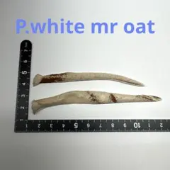 P.white mr oat 胞子 — image 1