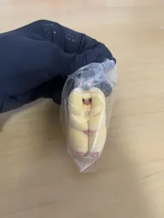 すきまハムスター　キンクマハムスター — image 1
