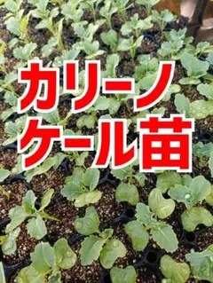 カリーノケール苗 6本 栽培期間中農薬不使用 — image 1