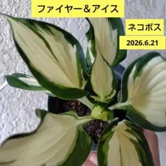 ☘️ホスタＡ【ファイヤー＆アイス】　抜き苗 — image 1
