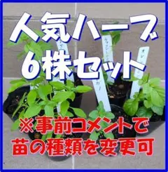 無農薬育ち！ミント・タイム・オレガノなど人気ハーブ苗 6株セット　苗の種類変更可 — image 1