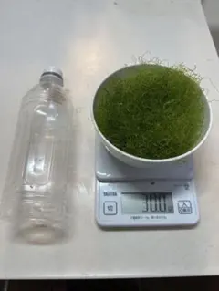 【セール中】ホソジュズモ　30g　リフジウム用海藻 — image 1