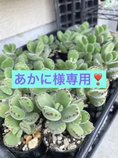 あかに様専用❣ 2つ — image 1