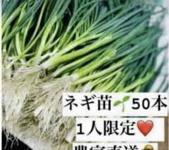 ネギ苗 50本セット 1人限定 — image 1