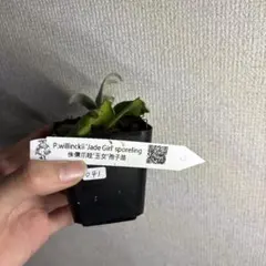 ビカクシダ ウィリンキー ジェイドガール — image 1