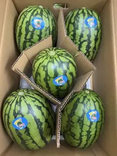 産地直送！小玉スイカウリ坊5玉入！甘くて美味しい！箱込10キロ前後 — image 1