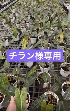 【チラン様専用】 — image 1