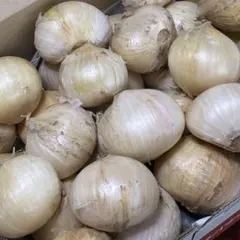 農薬不使用 ジャンボニンニク 約1.2kg 鹿児島県産 産地直送 — image 1