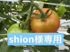 shion様専用 海の見える丘のトマト4キロ➕準訳あり4キロ — image 1