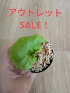 リドレイ　ワイルド｜幼苗｜鉢上げ株｜育成ガイド付き — image 1