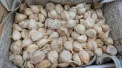 高知県産　平戸ニンニク（訳アリ）1kg バラ売り1粒約3〜6g — image 1