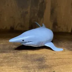 アンドコ　ジャングルアンドコ　サメ　オオメジロザメ　ホオジロザメ　&Co — image 1