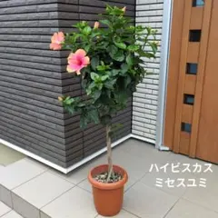 鉢花　ハイビスカス　ミセスユミ　スタンド仕立て　ねじり仕立て ８号鉢 — image 1