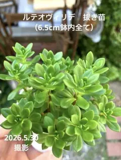 iku-chang様 リクエスト 2点 まとめ商品 — image 1
