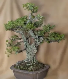 真柏 盆栽 捻転幹 — image 1