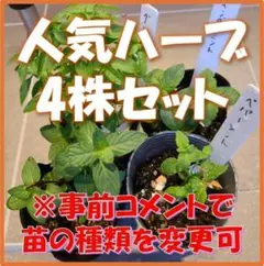 無農薬育ち！ミント・タイム・オレガノなど人気ハーブ苗 4株セット　苗の種類変更可 — image 1