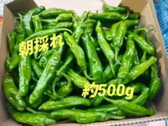 朝採れシシトウ　約500グラム 産地直送 — image 1