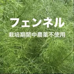 茨城県産　新鮮 フェンネル　 葉のみ　ネコポス　栽培期間中農薬不使用 — image 1