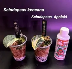 スキンダプサス ケンカナ アポラキ　B2 — image 1