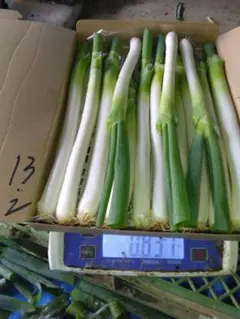 新鮮 長ネギ 1箱 産地直送 野菜 — image 1