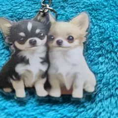 新品未使用で可愛いチワワ アクリルキーホルダーです — image 1