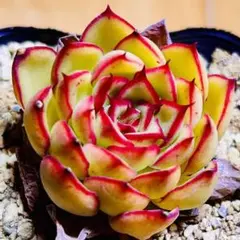 多肉植物❣️ファイヤーフライ❣️韓国苗育成 抜き苗 f63 — image 1