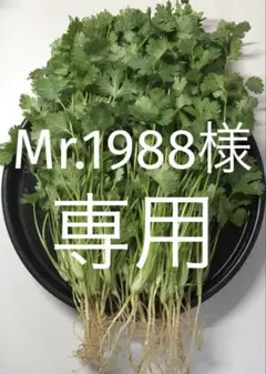 パクチー 香菜 コリアンダー 200g — image 1
