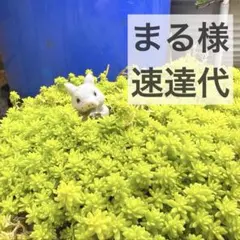 まる様専用　速達代 — image 1