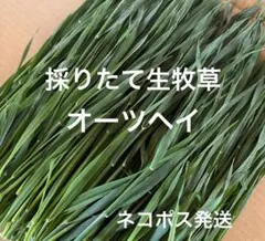 【採りたて生牧草】オーツヘイ ネコポス発送 — image 1