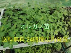 オレガノ　苗　3本　24時間以内発送　送料無料　ハーブ — image 1